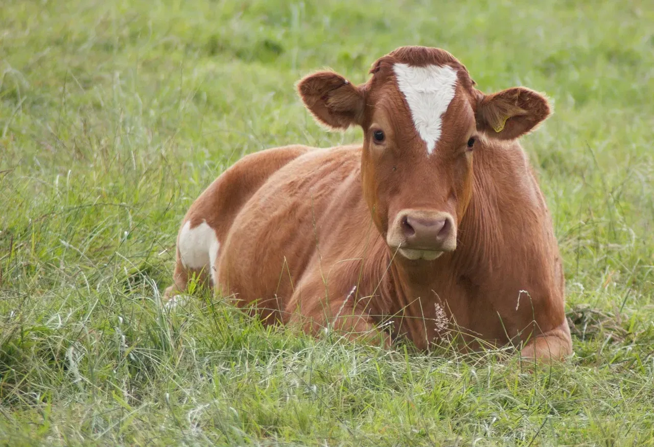 #11 - When Cows Lie Down In The Pasture, Rain Is Not Far Behind (Image Credits: Pixabay)