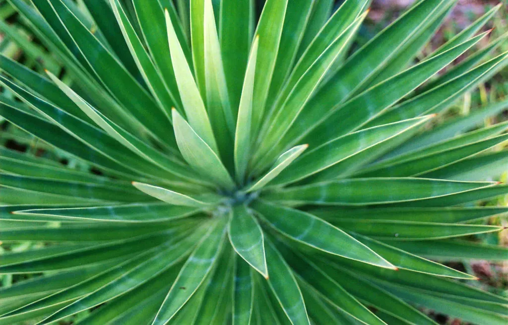 Seeing Plants Differently: A New Relationship with the Green World (Image Credits: Flickr)