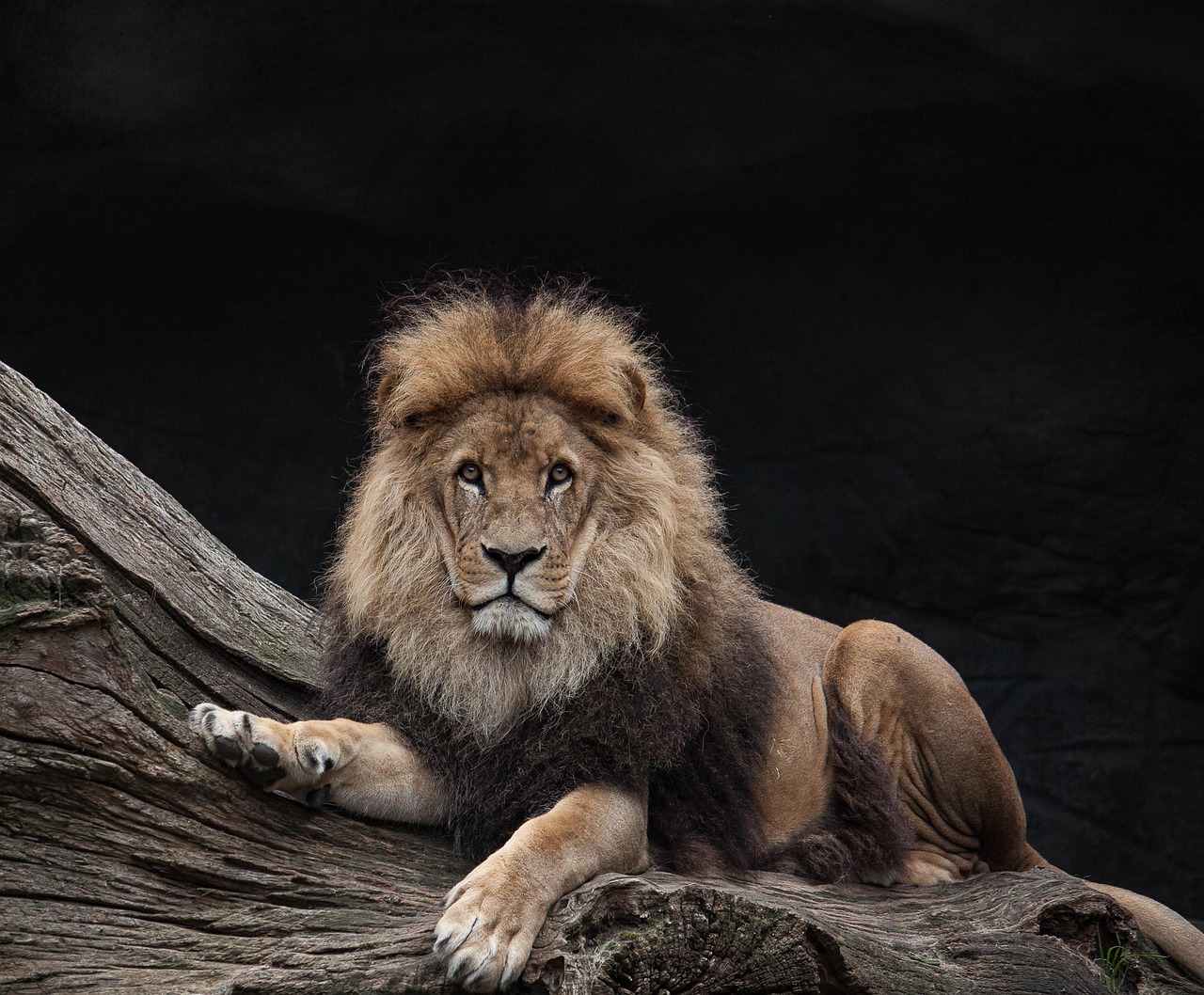 The Regal Lion: Solar Fire Incarnate (Image Credits: Pixabay)