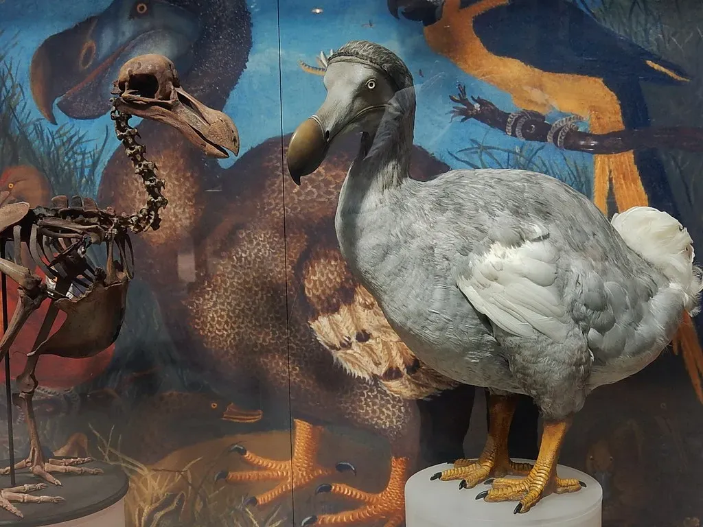 1. The Dodo: How an Extinct Bird Lived On as a Ghost in Mauritius (mikecogh, Flickr, CC BY-SA 2.0)