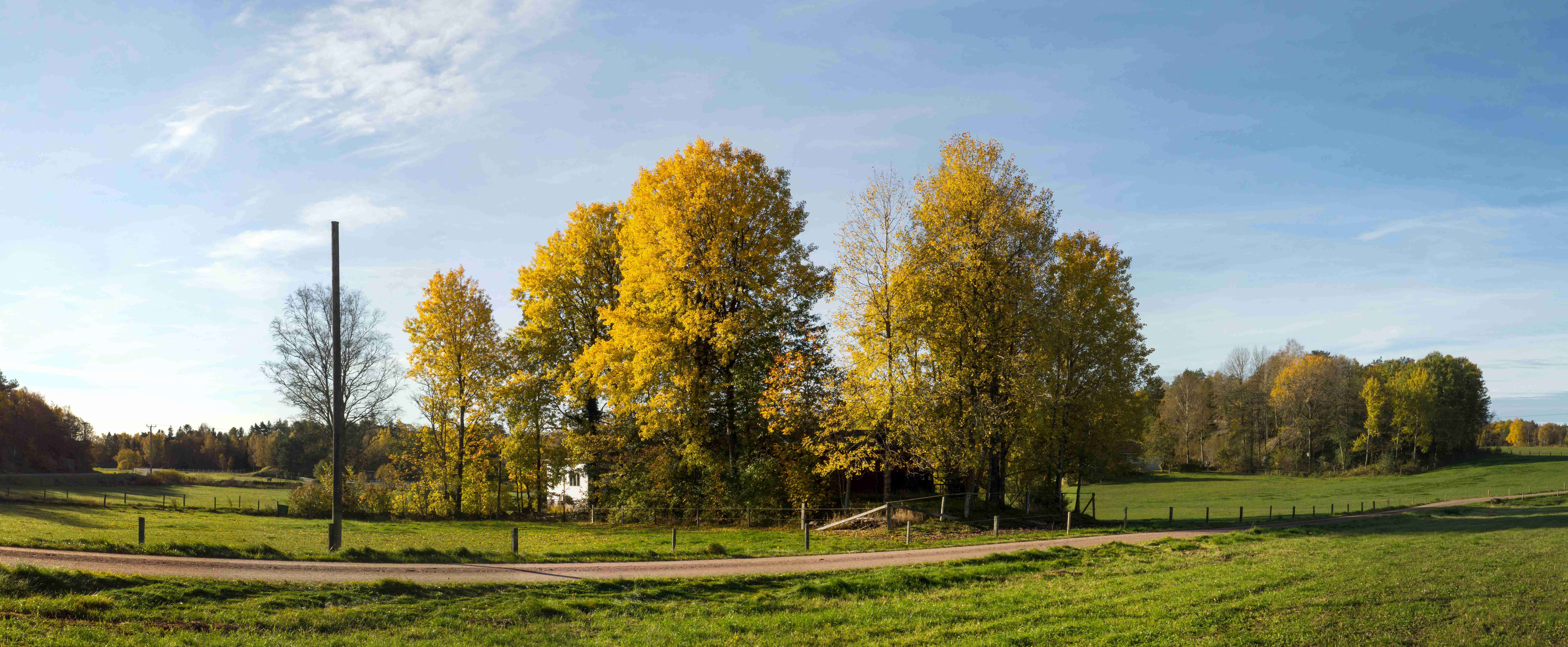 The Ancient History of Clonal Trees (Image Credits: Wikimedia)