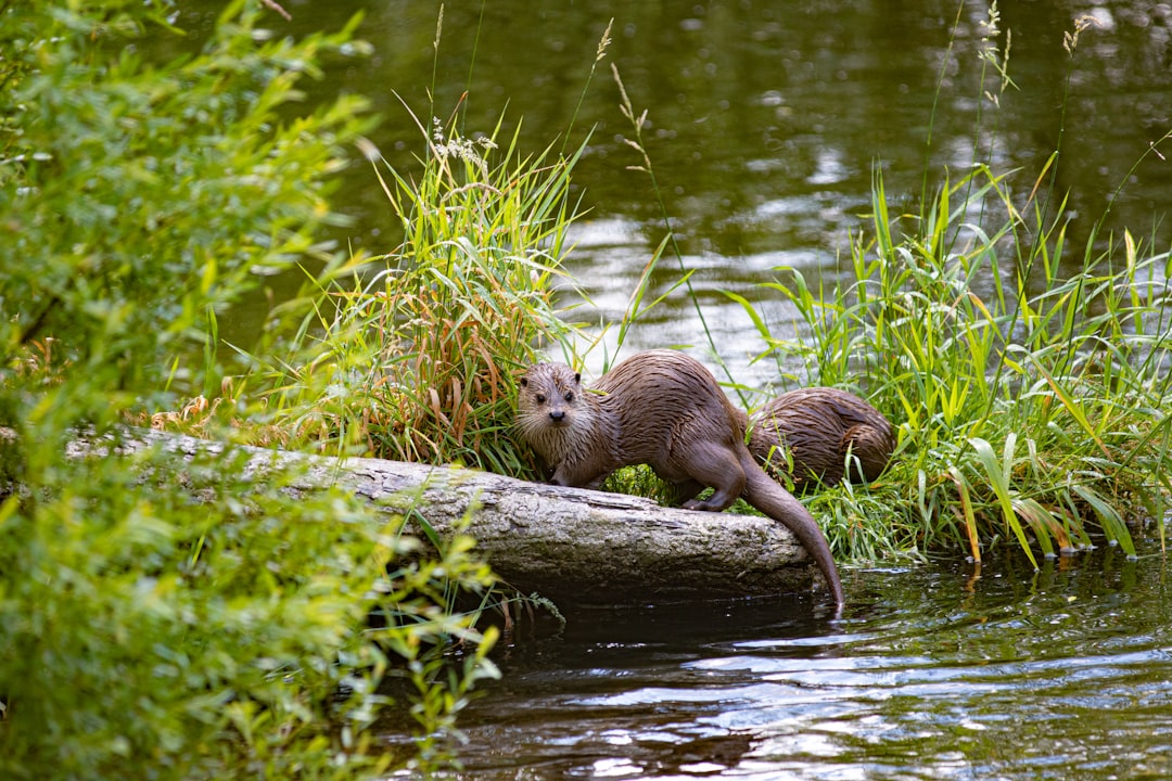 Wetlands at Work (Image Credits: Unsplash)