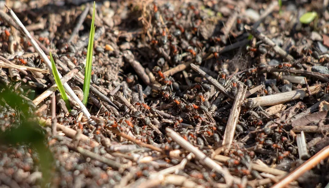 7. Collective “Mind” in Ant and Termite Colonies (Image Credits: Unsplash)