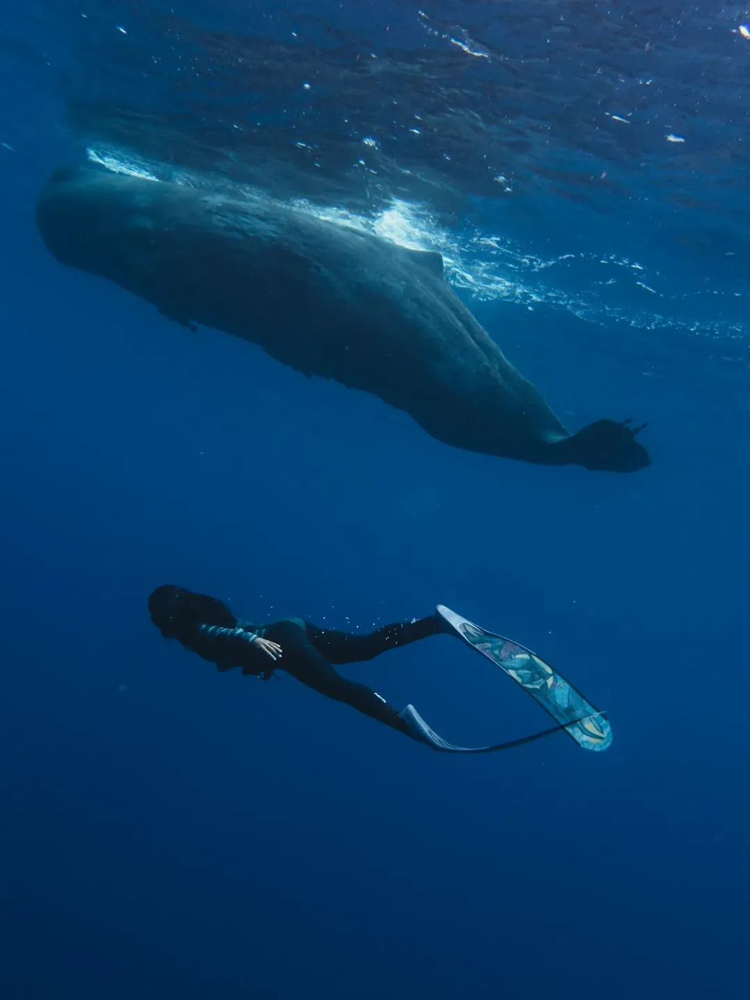Sperm Whales Sleeping Vertically (Image Credits: Unsplash)