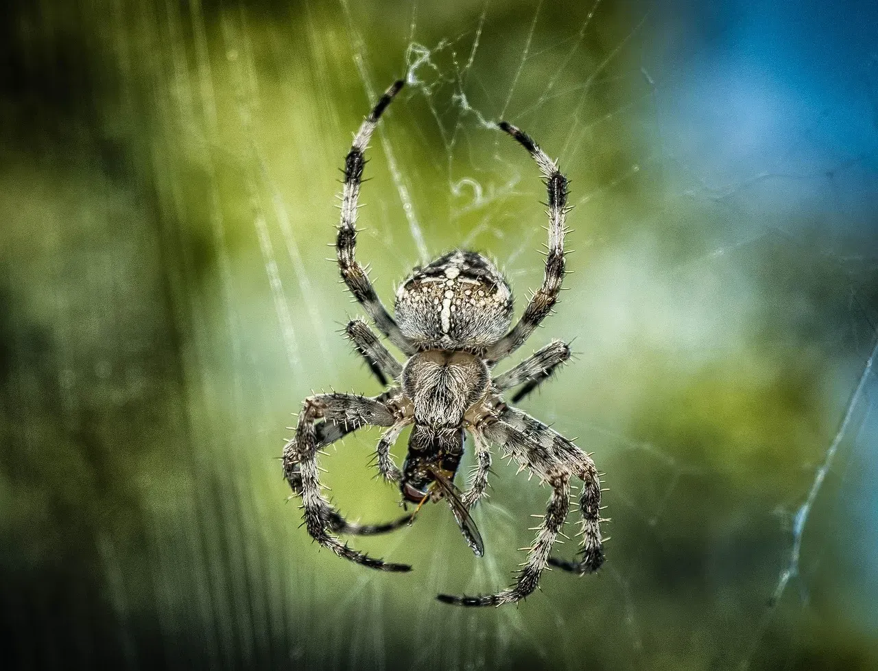 Multiple Silk Types: A Spider's Material Toolkit (Image Credits: Pixabay)