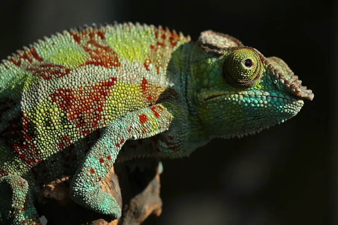 1. Their Color Change Is More About Mood Than Camouflage (Image Credits: Unsplash)