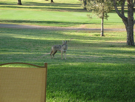 Diet-Driven Intelligence: How City Food is Making Coyotes Smarter (Image Credits: Flickr)
