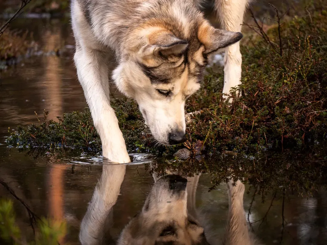 5. Wild Wolves: Pulling Submerged Crab Traps From Deep Water (Image Credits: Unsplash)