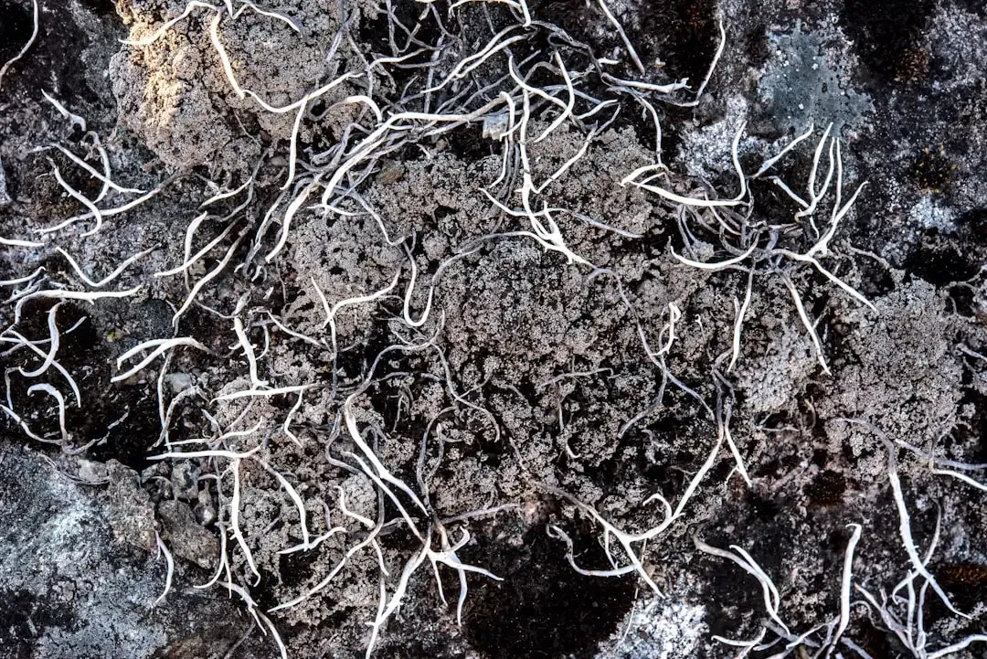 The Wood Wide Web: Nature's Original Internet (Image Credits: Unsplash)