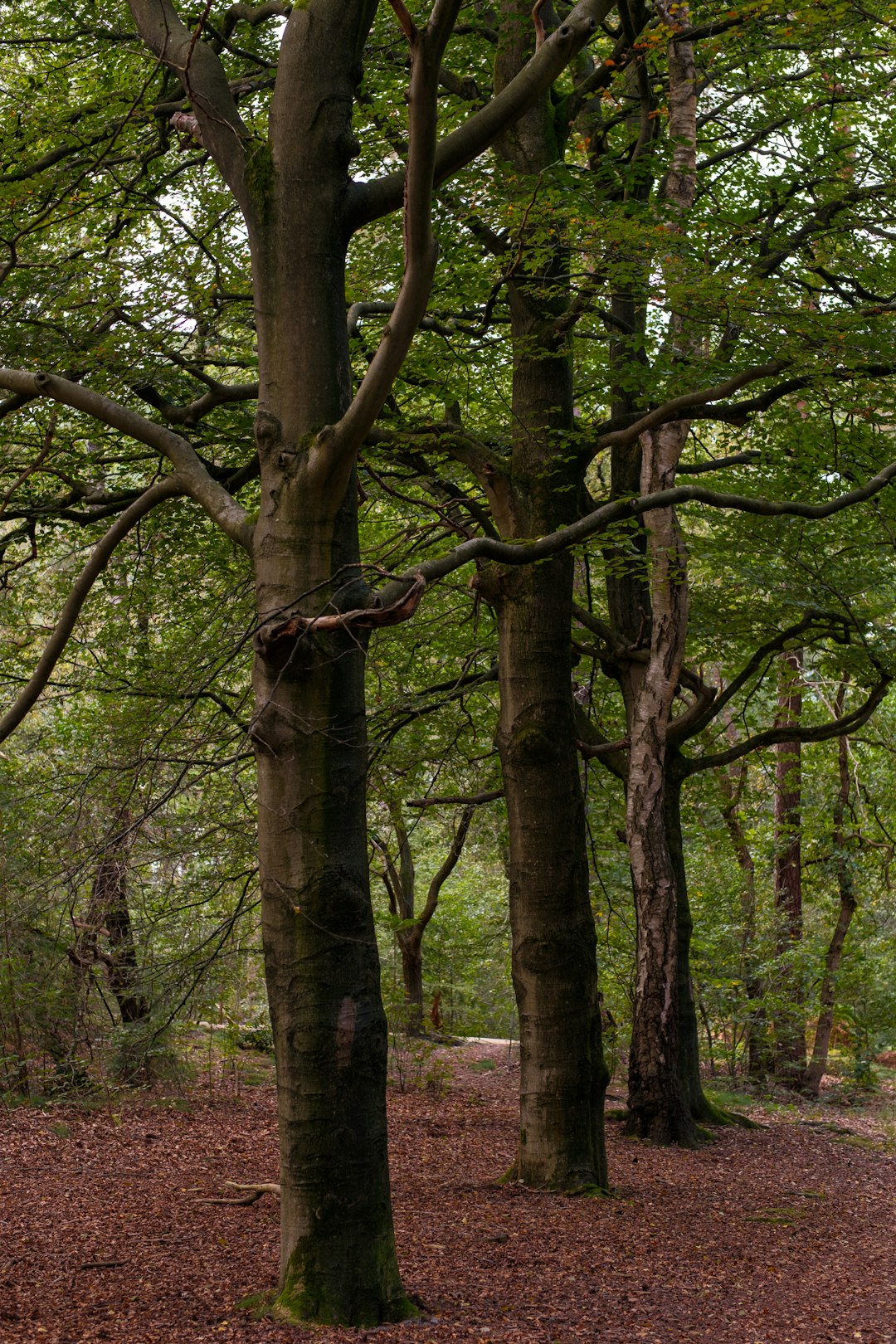 Global Perspectives (Image Credits: Unsplash)