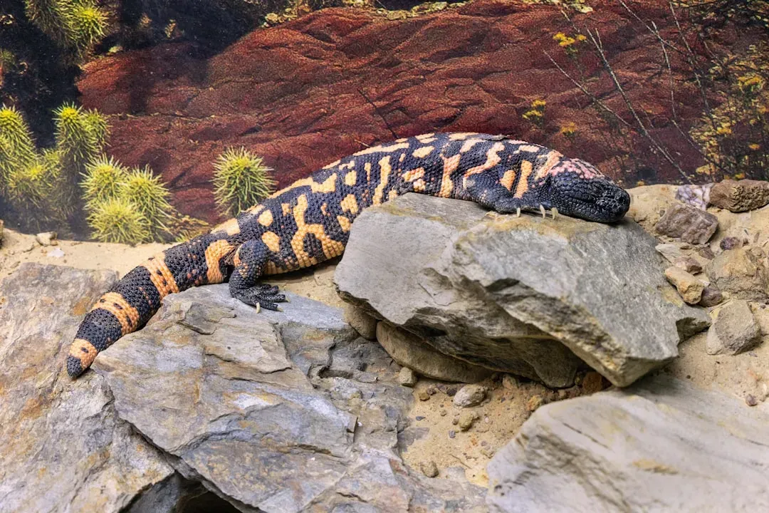 3. Gila Monsters: Slow, Venomous, and Surprisingly Efficient (Image Credits: Unsplash)