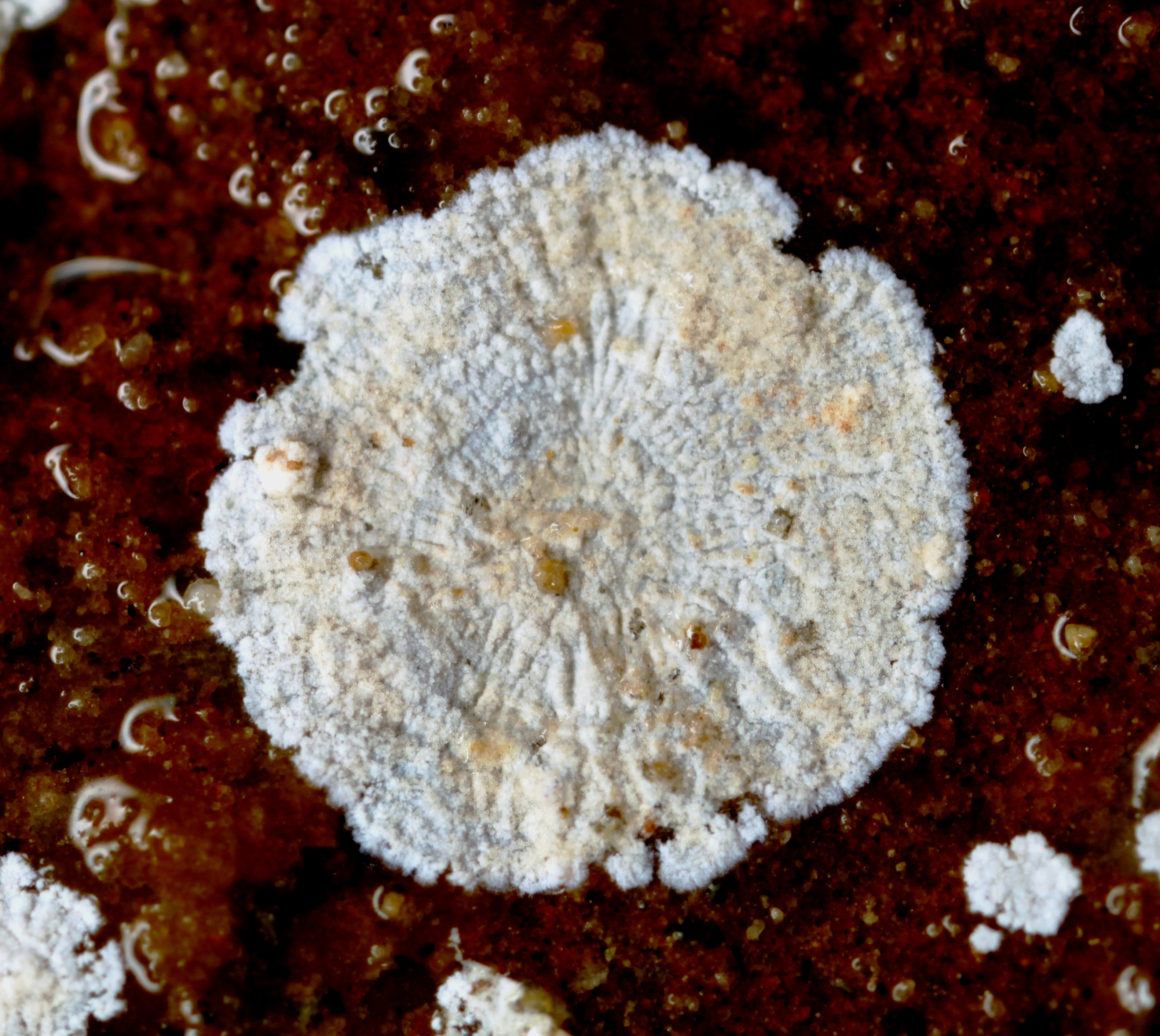 Bacteria Building Ecosystems Without Sunlight (Image Credits: Wikimedia)