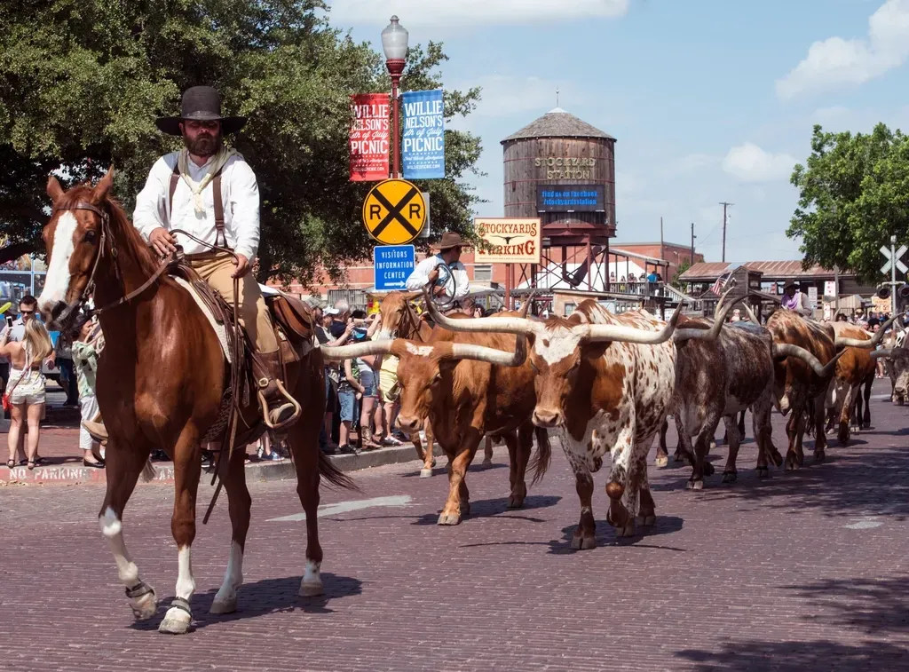 Cattle Drives and Myth-Making: How the Longhorn Took Over the Texan Imagination (Image Credits: Rawpixel)