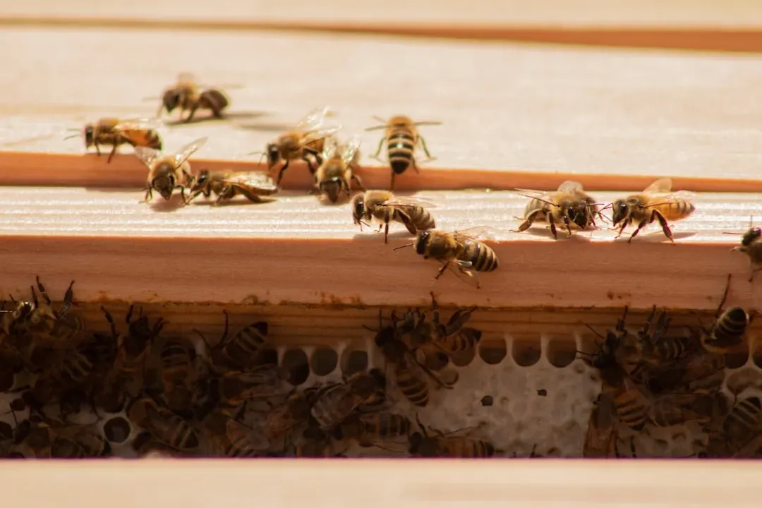 #8 - Bees That Understand the Concept of Zero (Image Credits: Unsplash)