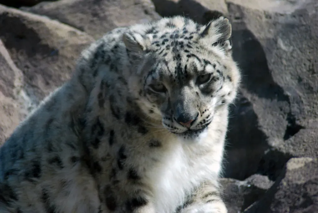 The Snow Leopard: Ghost of the High Mountains (John Harwood, Flickr, CC BY 2.0)