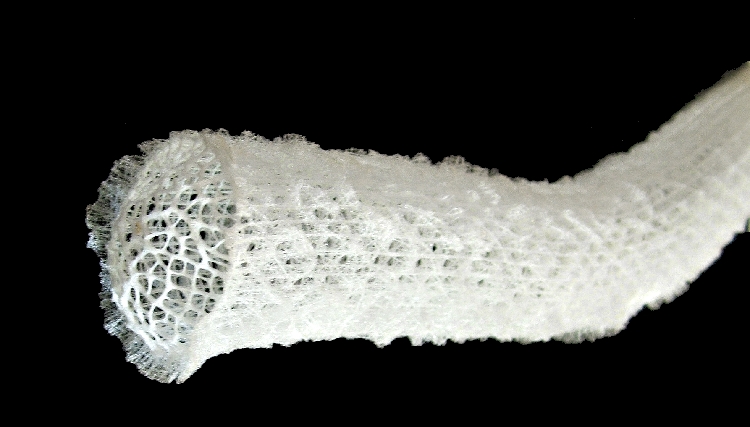 The Ocean's Timeless Guardians: Glass Sponges (Image Credits: Wikimedia)