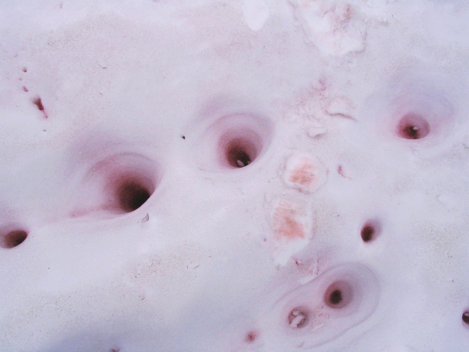 Where Does Blood Snow Appear? (Image Credits: Wikimedia)