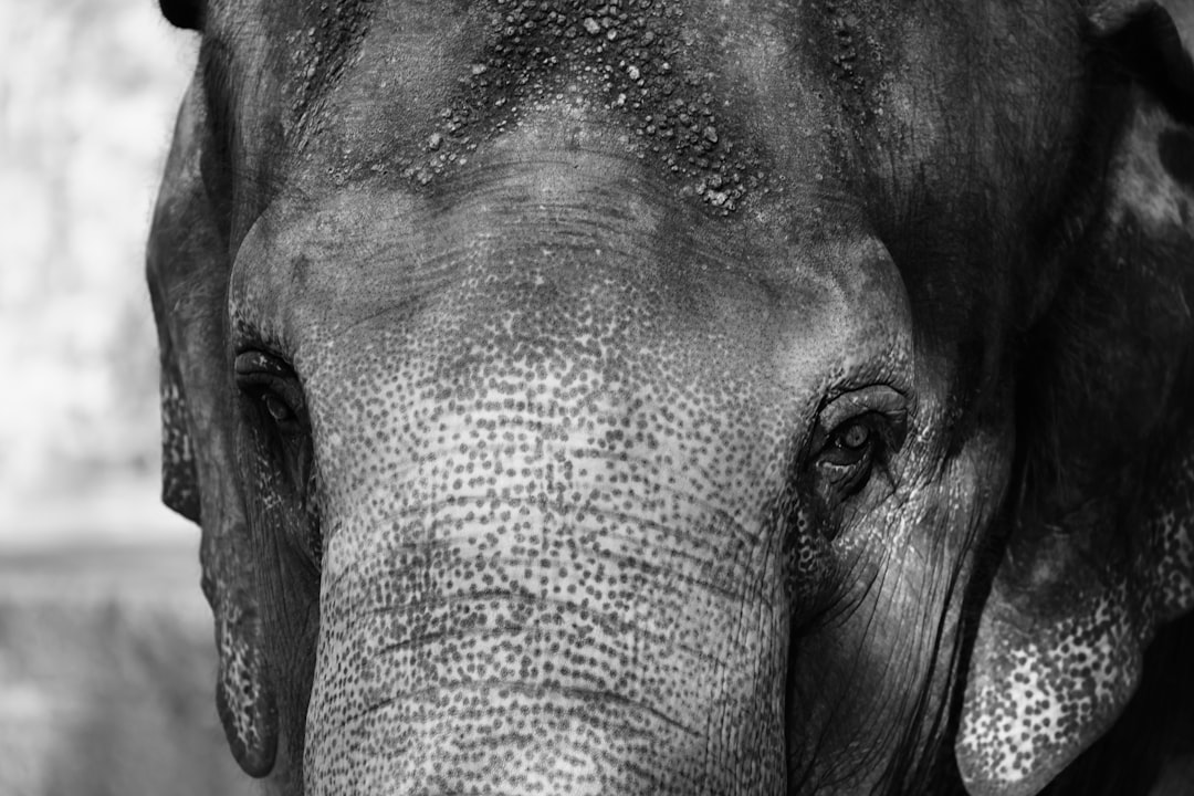 Whispered Infrasound: Elephants and Cassowaries Hear Trouble Coming (Image Credits: Unsplash)