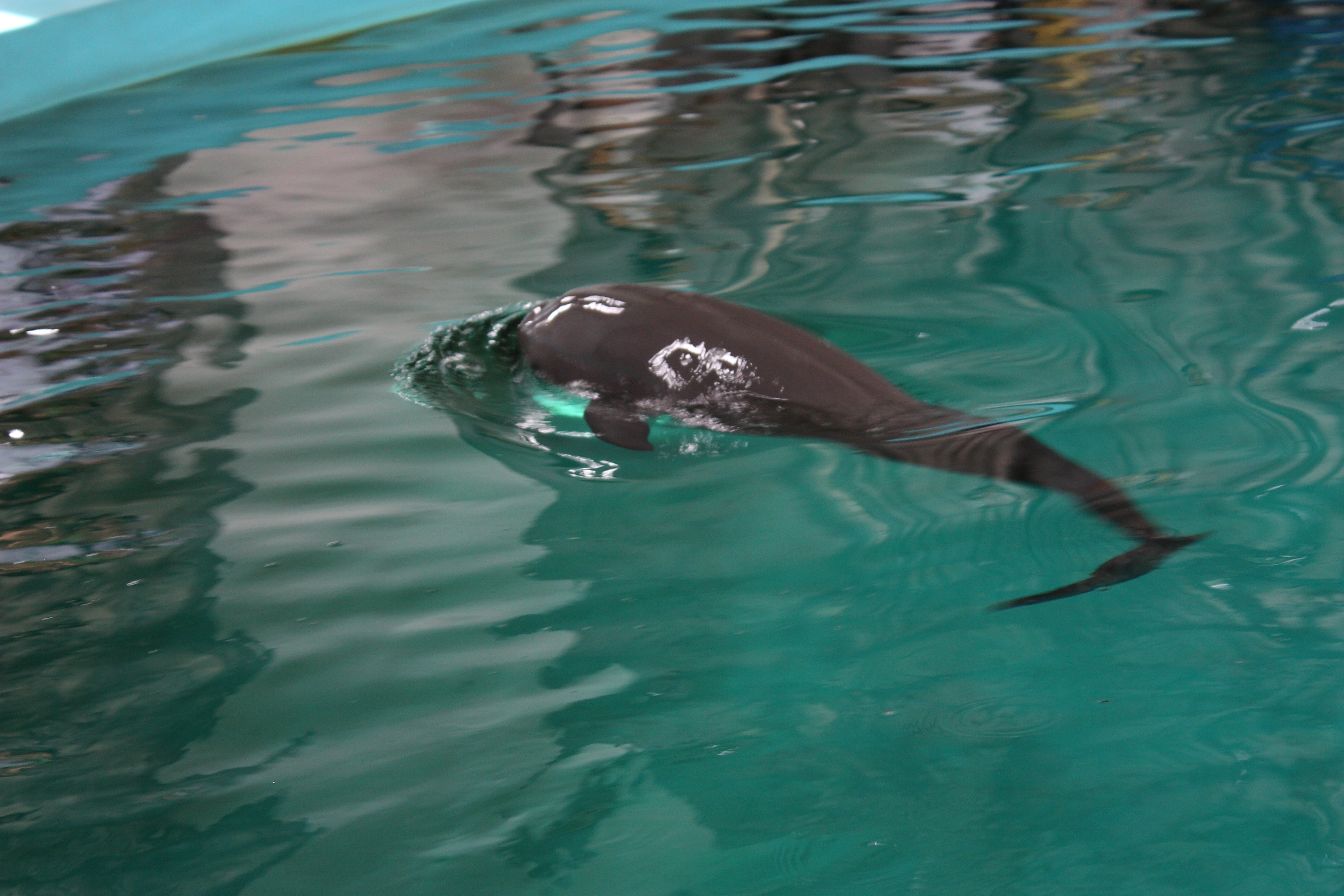 Pisces - The Empathetic Ocean Advocate (Image Credits: Wikimedia)