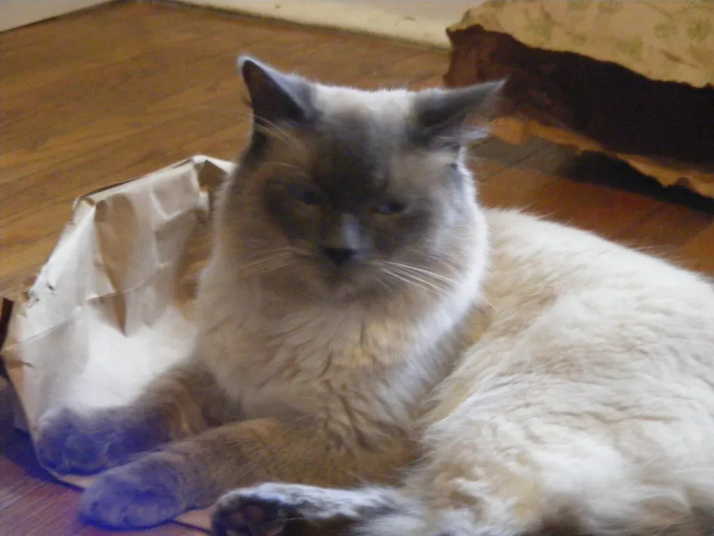 Independence vs. Detachment: Why Your “Chill” Cat Might Be Deeply Bonded (Helena Jacoba, Flickr, CC BY 2.0)