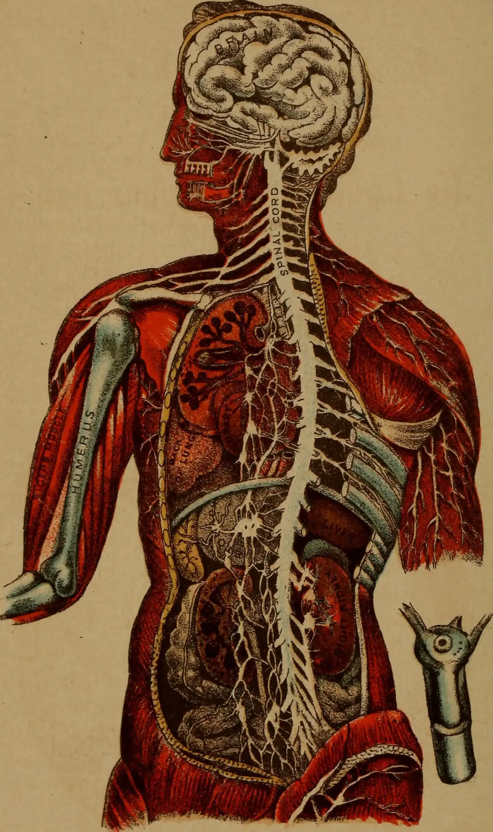 Speed, Survival, and the Vanishing Point: When Consciousness Disappears and Returns (Image Credits: Wikimedia)