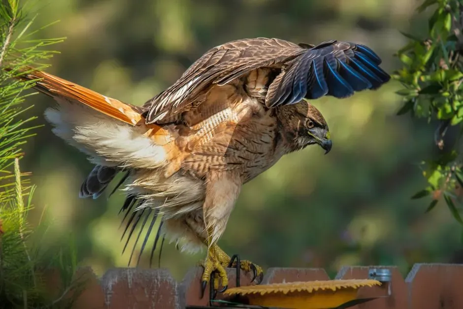 How Your Yard, Feeders, and Pets Shape Hawk Behavior (Image Credits: Pexels)