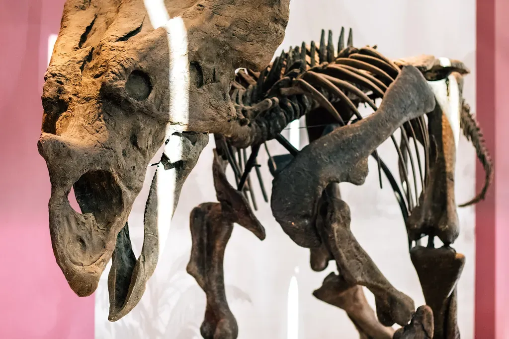 #16 - Extraordinary Fossil Species Named From Fragmentary Bones (Ivan Radic, Flickr, CC BY 2.0)