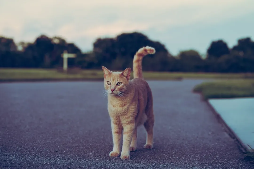 Domestic Cats: Backyard Predators with a People Radar (Image Credits: Unsplash)