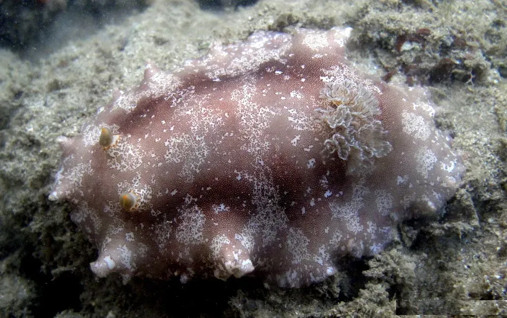 The Mystery Mollusk With Detachable Tentacles (Image Credits: Wikimedia)