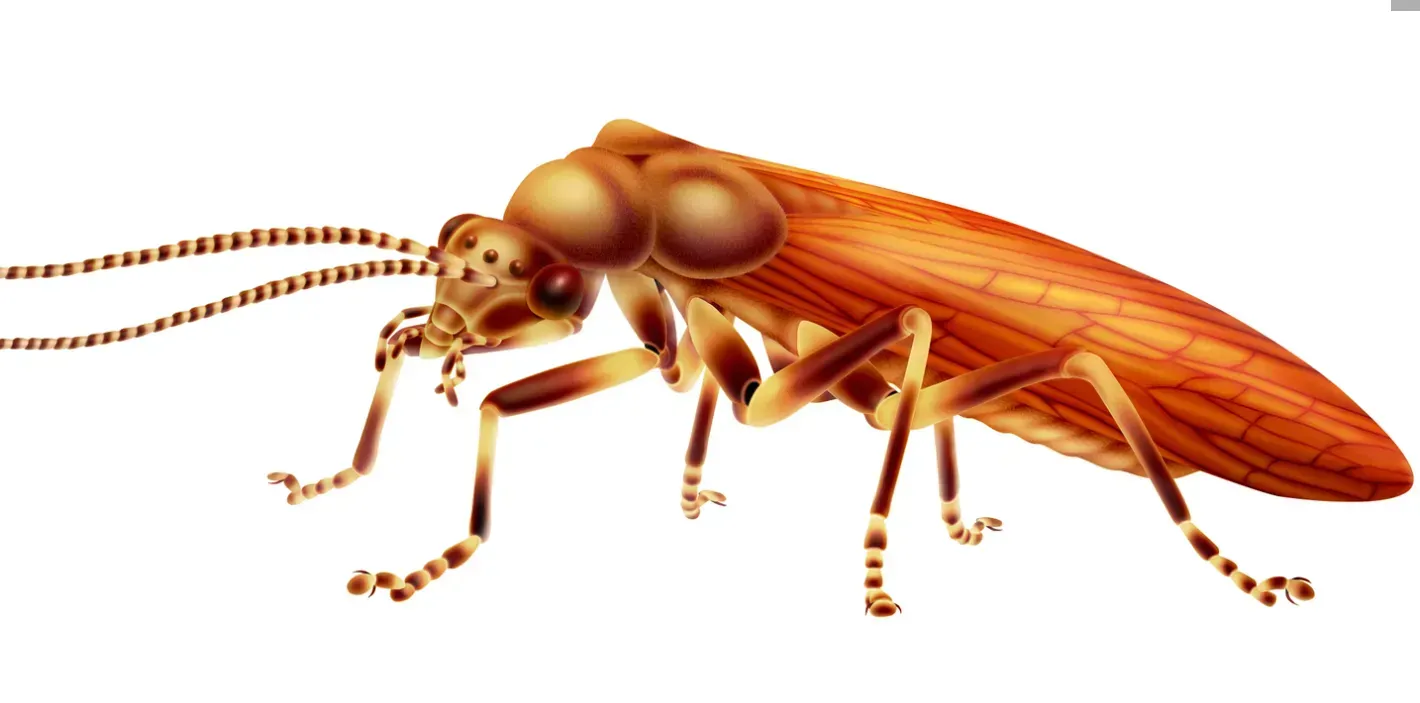 #4 - Alienoptera, the Extinct Order With No Living Relatives at All (Image Credits: Image: Wikimedia Commons)