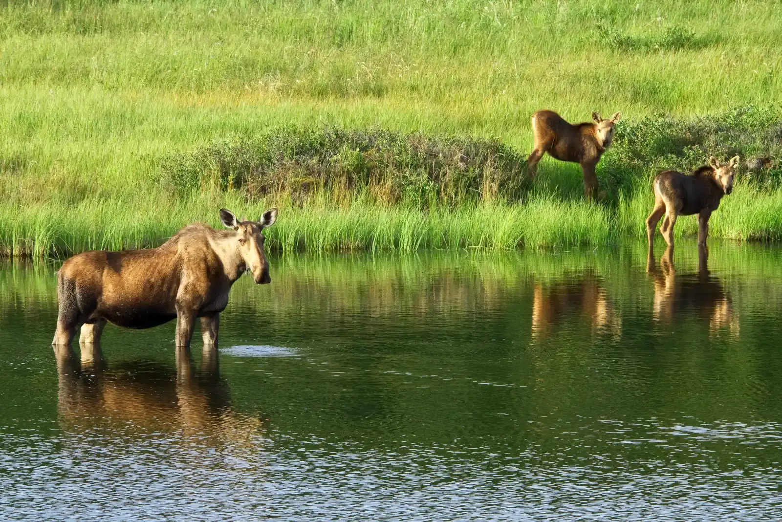 2. Moose: Massive, Unpredictable Riverbank Neighbors (NPGallery, Public domain)