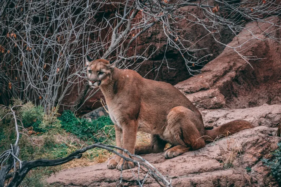 1. You Know Them By Many Names, But It’s All The Same Cat (Image Credits: Unsplash)