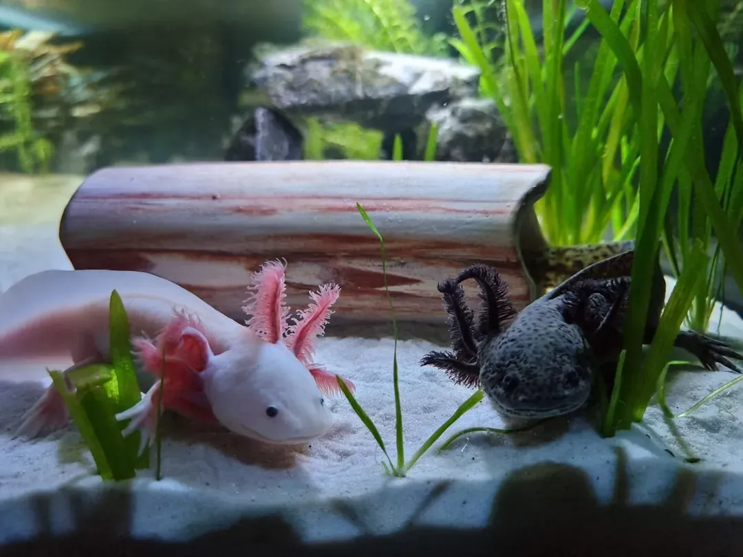 Why Your Brain Cannot Do What an Axolotl’s Brain Can (Image Credits: Unsplash)