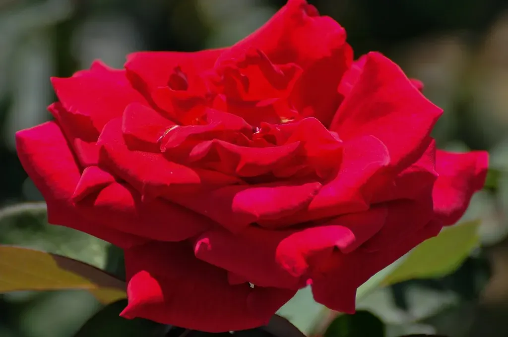 Libra – Rose: Romantic, Balanced, And Deeply Aesthetic (likeaduck, Flickr, CC BY-SA 2.0)