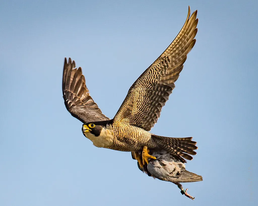 How Hard It Actually Is to Measure a Bird’s Real Flight Speed (PaulBalfe, Flickr, CC BY 2.0)