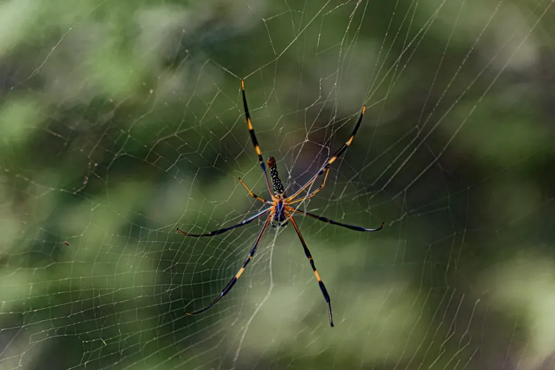 The Protein Building Blocks: Spidroins and Their Special Structure (Image Credits: Unsplash)