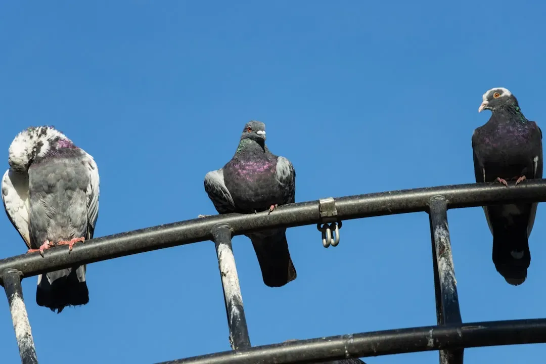7. Pigeon: The Living GPS With a Magnetic Compass (Image Credits: Unsplash)