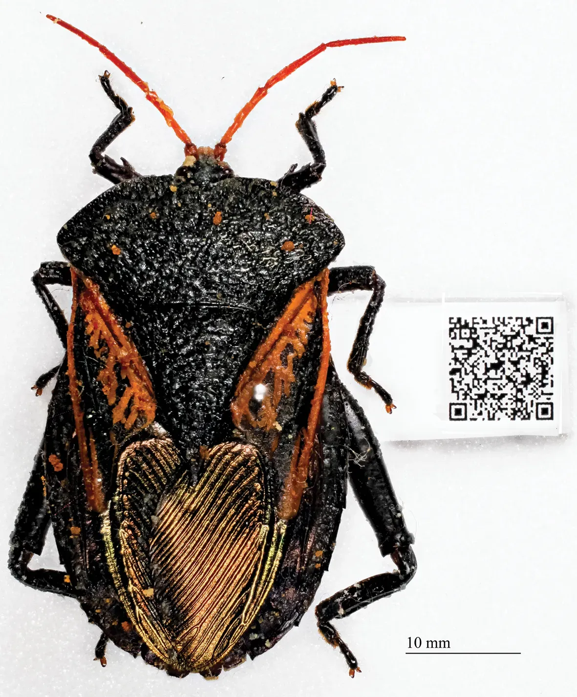 #13 - The "Barcode-Only" Insects No One Has Ever Described (Mantle, B.; Lasalle, J.; Fisher, N. (2012). "Whole-drawer imaging for digital management and curation of a large entomological collection". ZooKeys 209 (209): 147–63. DOI:10.3897/zookeys.209.3169. PMID 22859885. PMC: 3406473., CC BY 3.0)