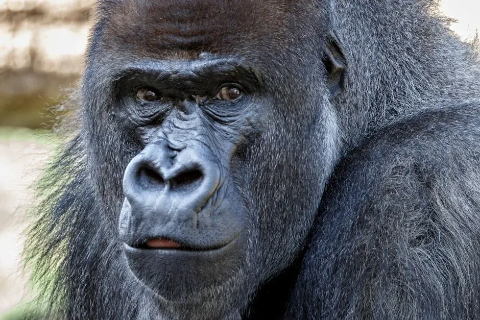 What “Social Protocol” Really Looks Like in Gorilla Behavior (Image Credits: Pexels)