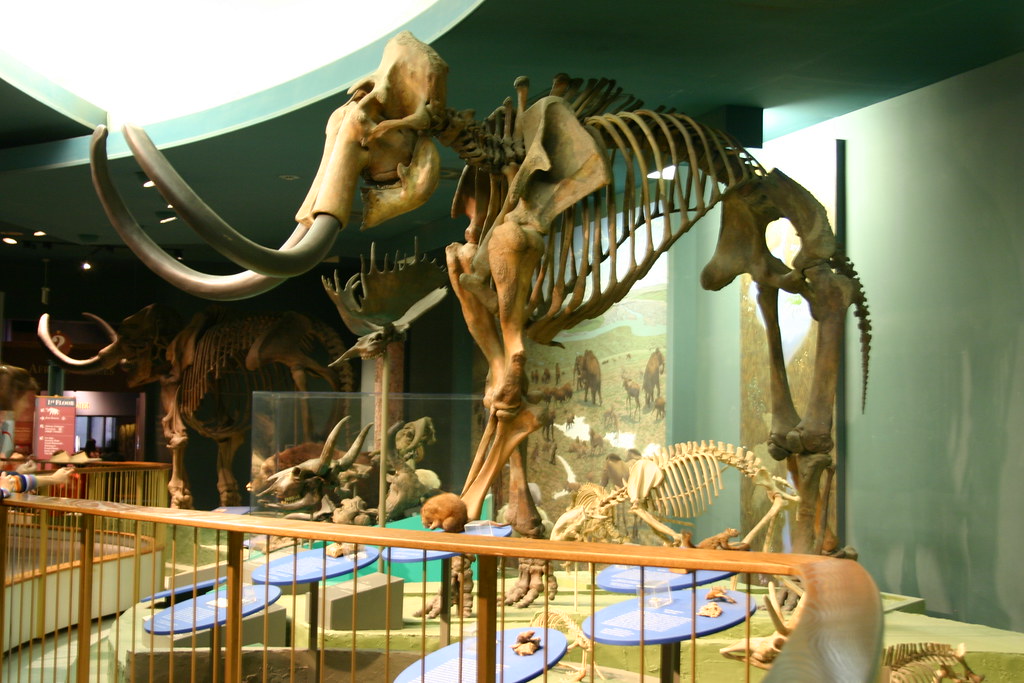 The Woolly Mammoth Cemetery (Image Credits: Flickr)