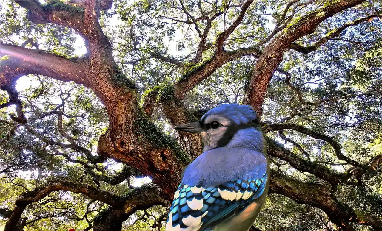 How Jays Help Oaks Migrate After Disturbance and Climate Shifts (Image Credits: Pixabay)