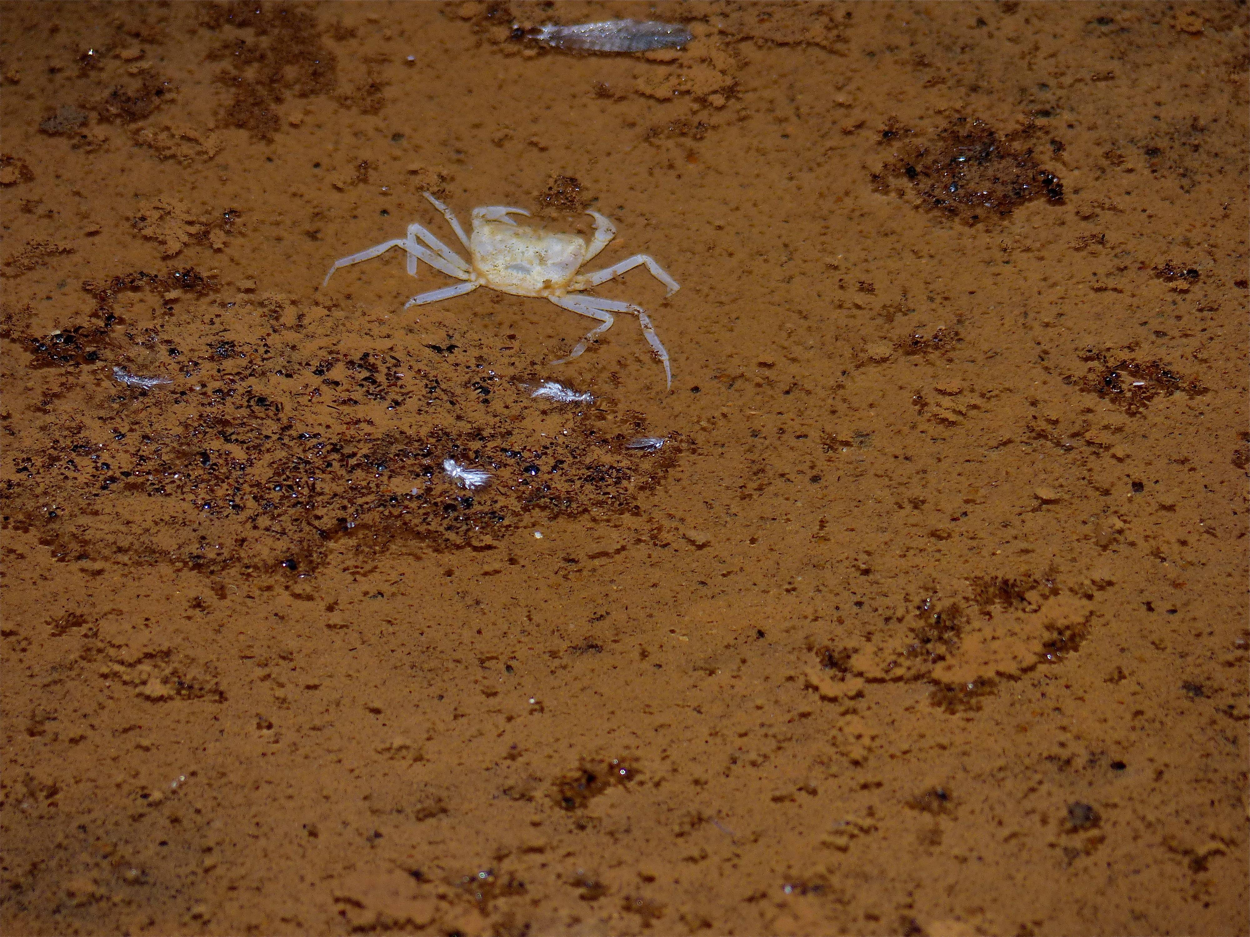 Spider Hunters Without Eyes (Image Credits: Wikimedia)