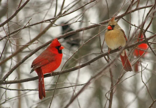 The Southern Belief: Cardinals as Messengers From the Other Side (Indiana Ivy Nature Photographer, Flickr, CC BY 2.0)