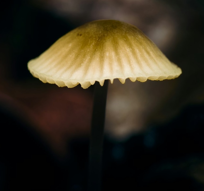 Chemistry of a Glow (Image Credits: Unsplash)