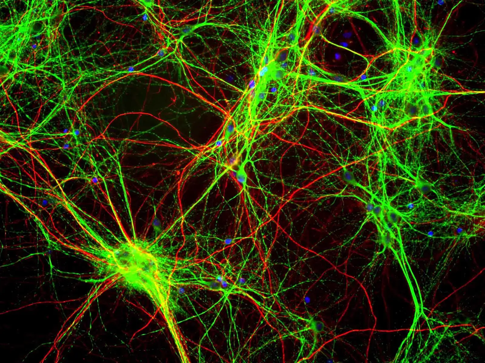 The Experimental Trail: Hints, Hopes, and Hard Limits (Standard tissue culture and immunofluorescencePreviously published: Unpublished, CC BY-SA 3.0)