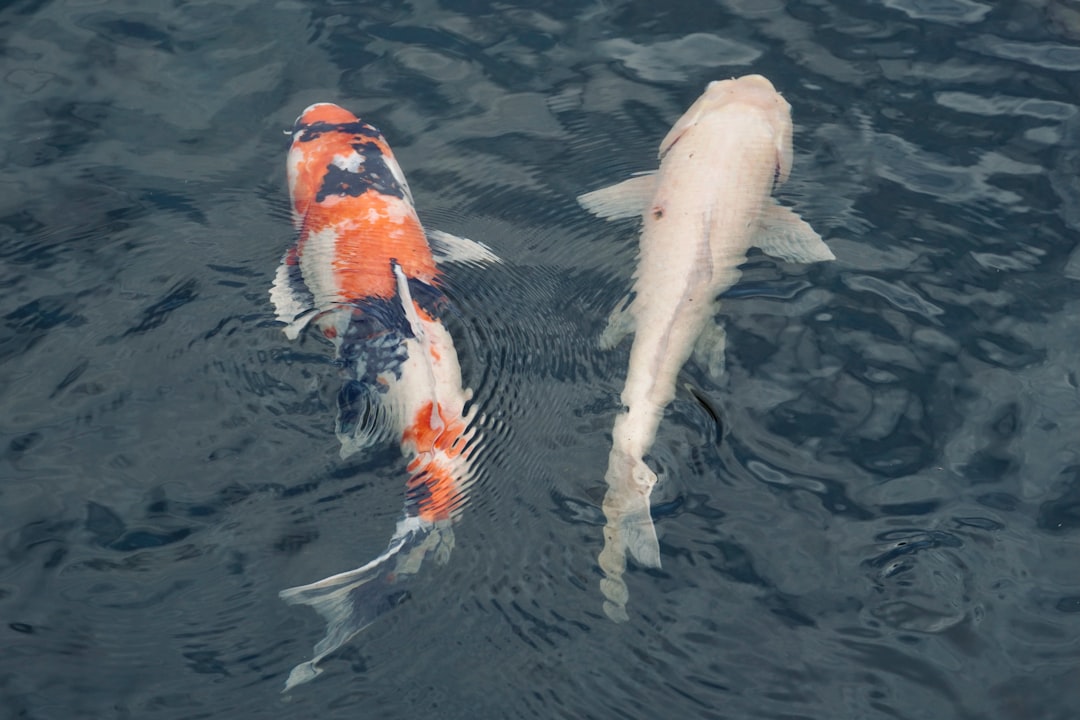 Pennsylvania's Ten-Dam Demolition Project (Image Credits: Unsplash)