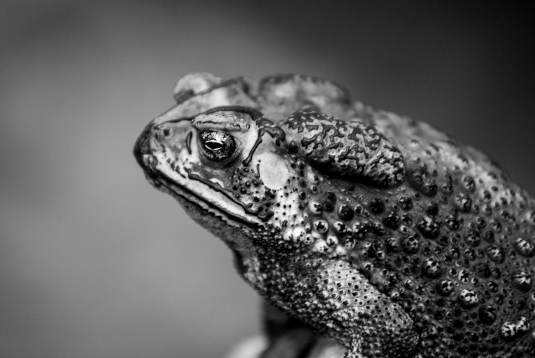 Quiet Vanishings: Toads, Frogs, and Electrostatic Storms Beneath Our Feet (Image Credits: Unsplash)