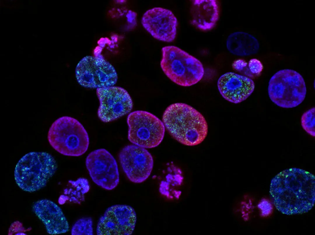 4. Regenerative Medicine, Stem Cells, and Lab‑Grown Organs (Image Credits: Unsplash)