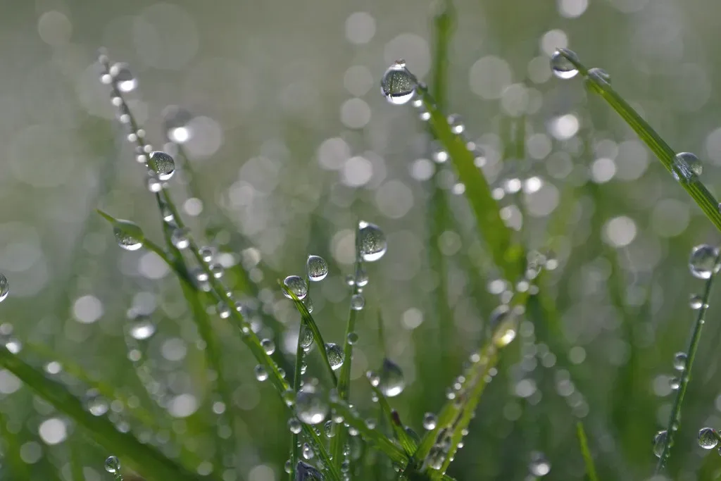 #10 - When The Dew Is Heavy On The Grass, Rain Will Never Come To Pass (conall.., Flickr, CC BY 2.0)