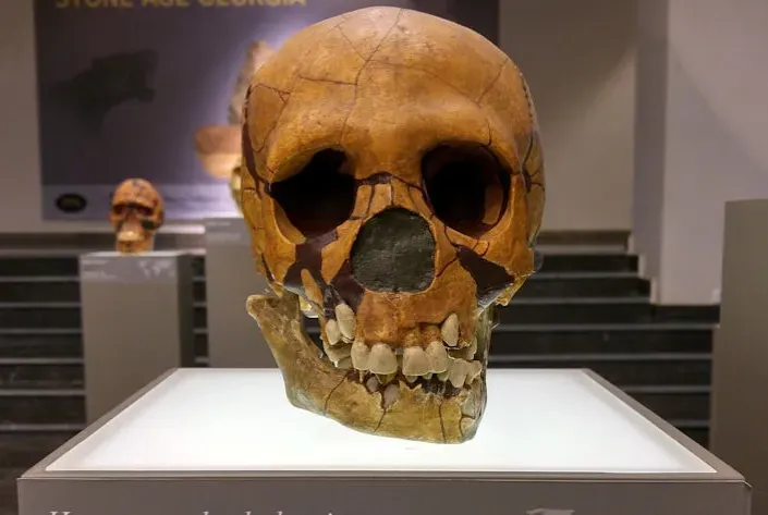 Who Survived: The Rise Of A Tough, Adaptable Lineage (Image Credits: Unsplash)